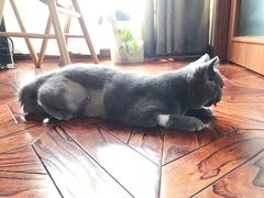 -瑞派长江宠物医院·猫科·外科·24小时夜护(谊城公寓分院)