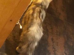 -猫色咖啡·猫咖