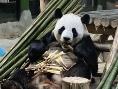 -栾川竹海野生动物园