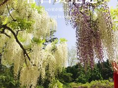 -嘉定紫藤园