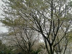 -西北湖绿化广场