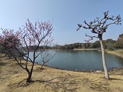 -无锡蠡湖国家湿地公园-蠡园