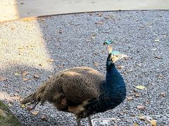 -J Create城市露营咖啡·简餐·宠物(上海动物园店)