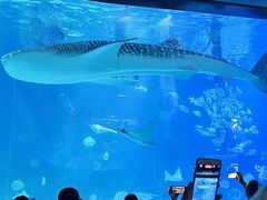 -烟台海昌鲸鲨海洋公园