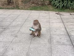 -黔灵山公园