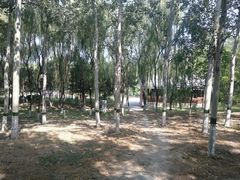 -大兴滨河森林公园