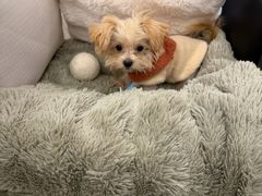 -菲丽丝宠物医院·24小时·猫科中心·免疫点(淮海分院)