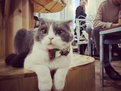 -共舞时光猫咖·狗咖(新街口店)
