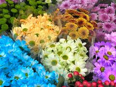 -金陵花卉交易市场