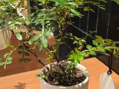 -CURRY YA 熟成咖哩專門店(深圳湾万象城店)