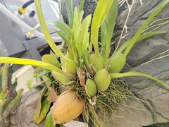 -昆明植物园