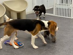 -有喵·猫咖·狗咖·30几只猫10只小狗(岗厦店)