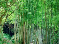 -黄埔油麻山森林公园