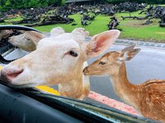 -常州淹城野生动物世界