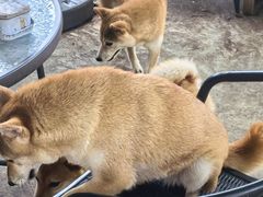 -柴犬高等学院·狗咖·柴犬售卖·宠物训练