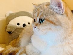 -猫大福·Fortune Cat猫舍(百子湾店)