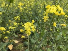 -苏州上方山国家森林公园