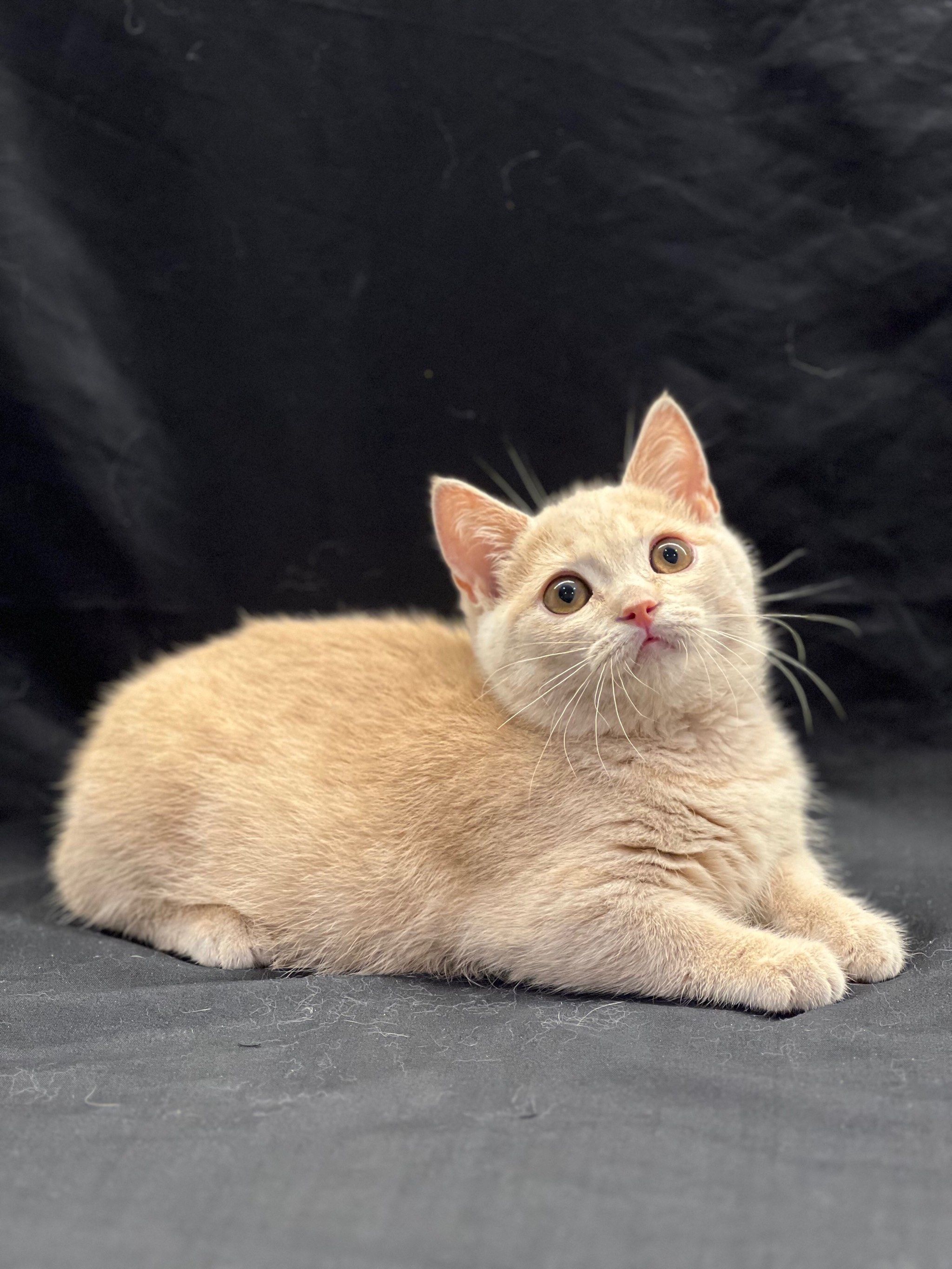 稀有色的英短曼基康 纯乳色 小偿¥1270🉐️