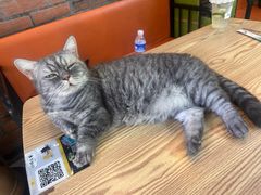 -豆逗聊愈猫阁Easy Life