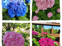 -上海滨江森林公园