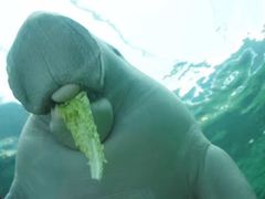 -悉尼海洋生物水族馆