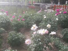 -玲珑塔公园