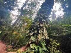 -西双版纳基诺山寨