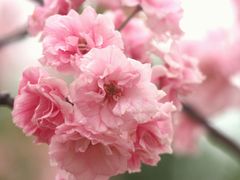 -天适樱花悠乐园