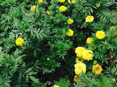 -万源龙顺度假庄园生态观光园