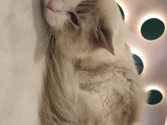 -飞行喵MR PILOT|猫舍·猫咖(静安大融城店)