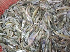 -雄仔农家菜馆·特色葱油鸡(六祖店)