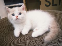 -欣宠猫屋·矮脚拿破仑·蓝金金渐层