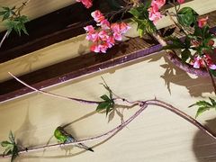 -枚青·临安酒肆(腾飞大厦店)