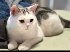 -Bastet sally猫舍购宠(静安店)