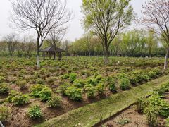 -合肥三国新城遗址公园