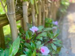 -深圳仙湖植物园
