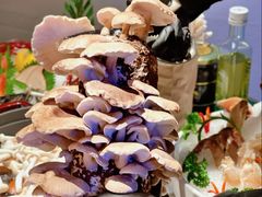 活体菌-斯普汇生蚝牛排馆(中骏世界城店)