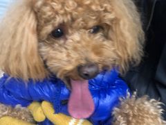 -爱侣宠医·鹦鹉专科·小型哺乳类·异宠专科(灵石路店)