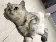 -喵的天空名猫咖啡馆·撸猫·猫舍·用品