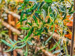 -先启半步颠·川菜小炒