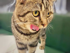 -安格丽娜·狗咖·猫咖羊驼咖(春熙路百盛商场店)