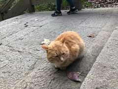 -普陀山慧济禅寺