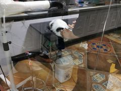-糯米喵星人总部直营旗舰店·猫舍·幼猫出售