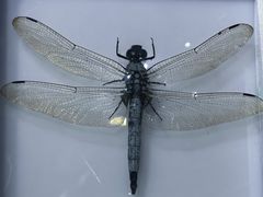 -上海昆虫博物馆