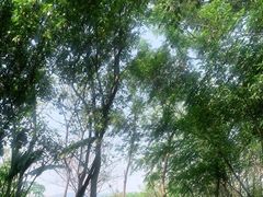 -西双版纳总佛寺