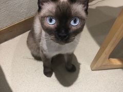 -藏猫猫咖啡主题馆(中央大道店)