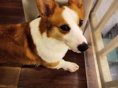 -柯斗斗主题餐厅·狗咖·围炉煮茶·茶饮(国瑞升平里店)