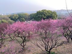 -无锡梅园公园