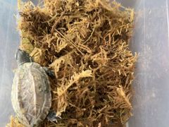 -灵龟之家百象馆(百象馆联合旗舰店)