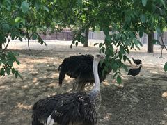 -石家庄市动物园